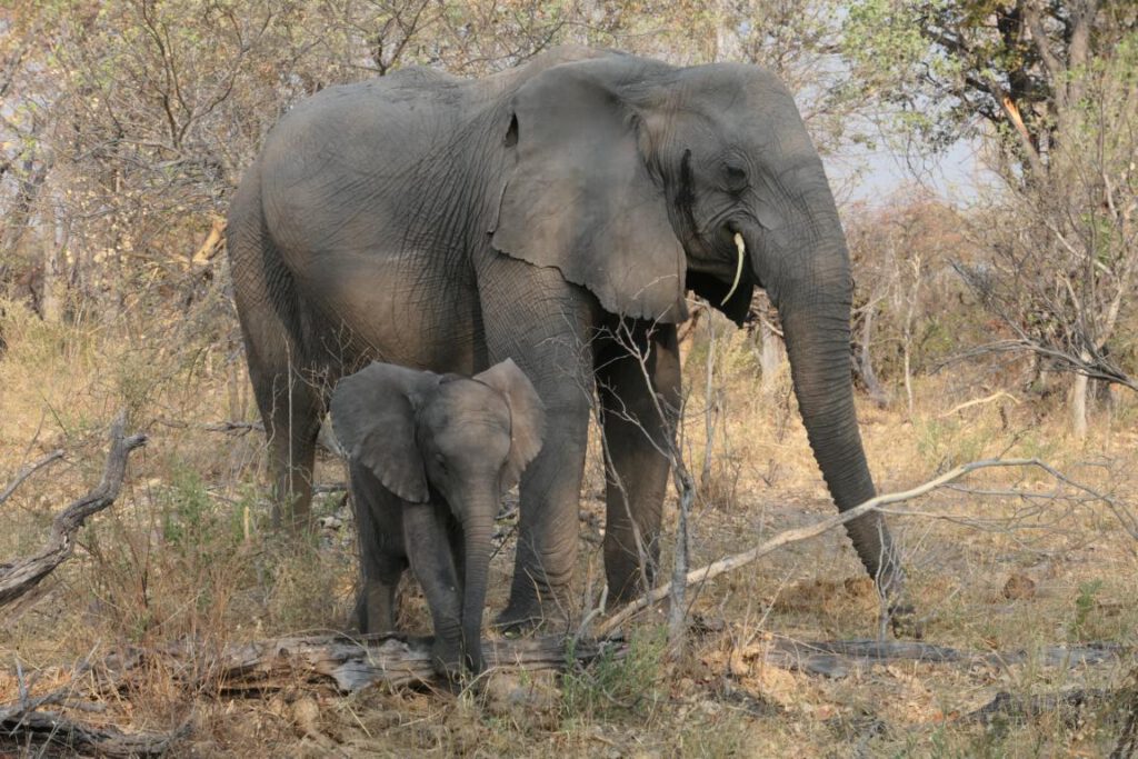K1024_TAG12_Moremi_22_Elefant_m_Junge