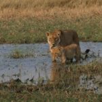 Moremi - Löwin mit Junge